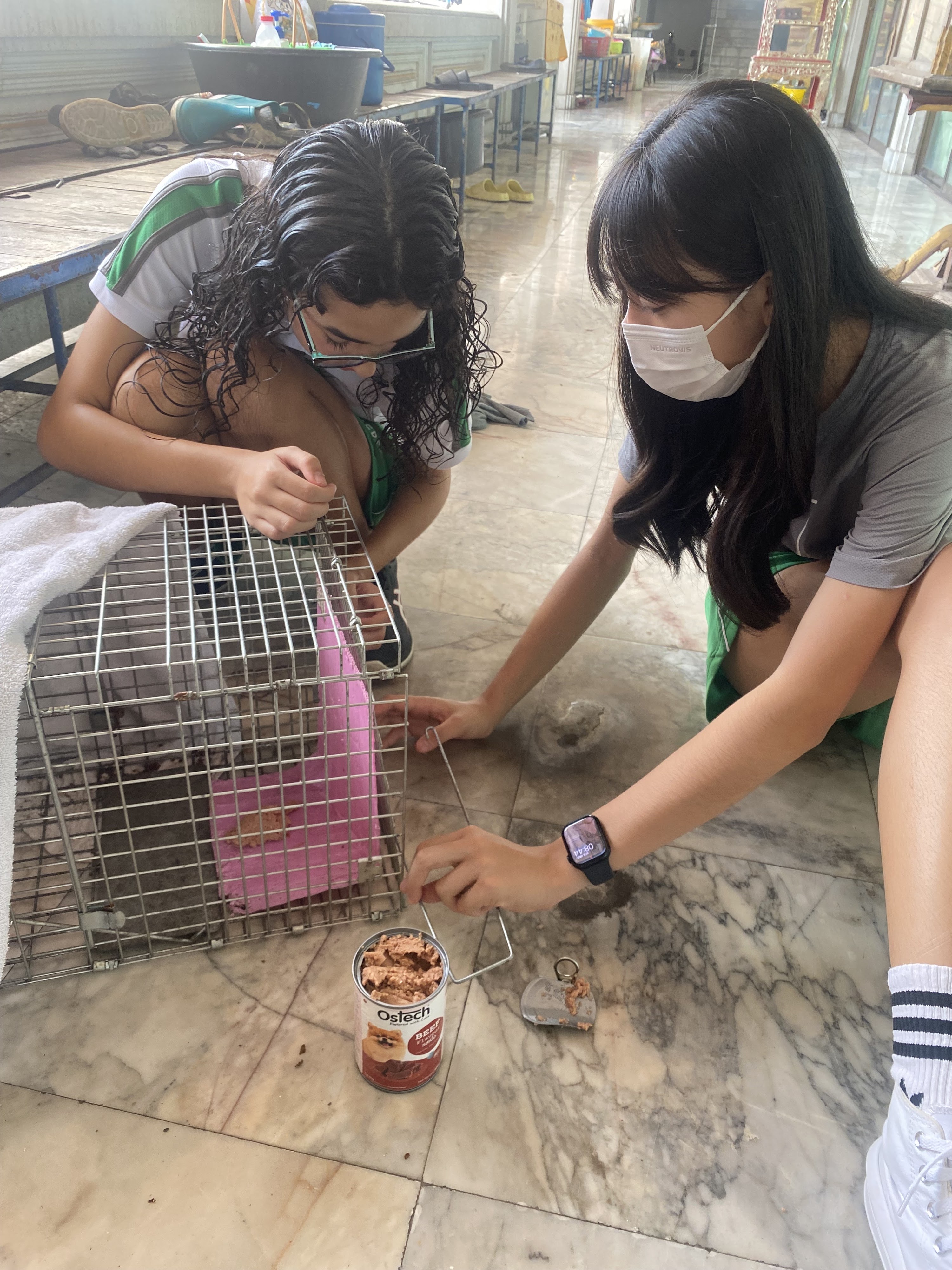 Discovering Bangkok's Stray Animal Control: Learners' Insight